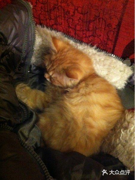 私人影院猫猫,打造专属观影空间，享受静谧观影时光